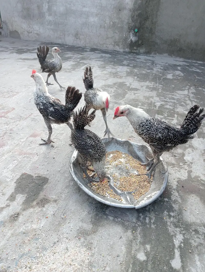 egyptian feyomi Chick's — photo 4