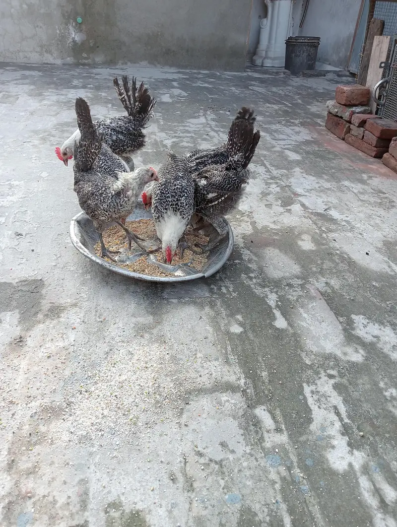 egyptian feyomi Chick's — photo 5