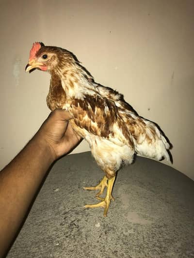 lohman brown 3 chicks available