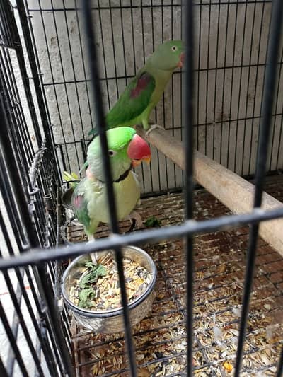 breader pair big cage breading box