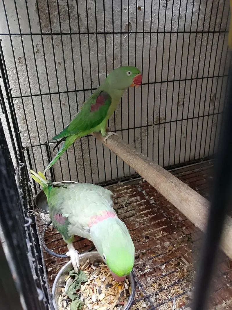 breader pair big cage breading box — photo 3
