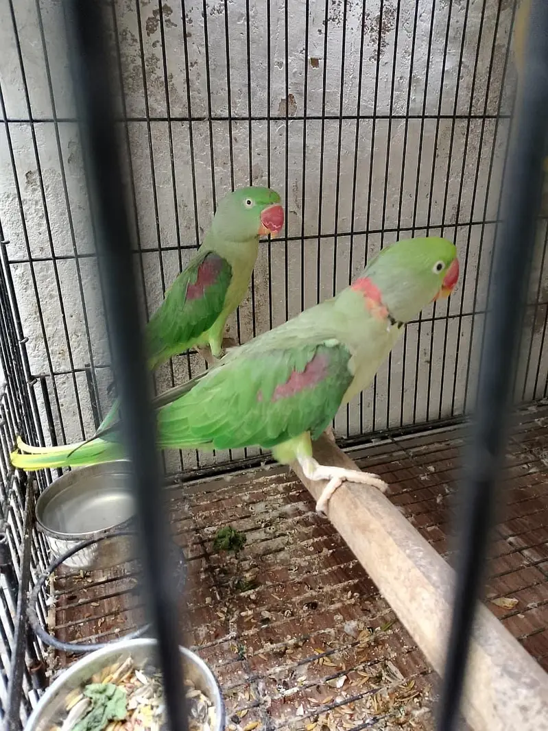 breader pair big cage breading box — photo 4