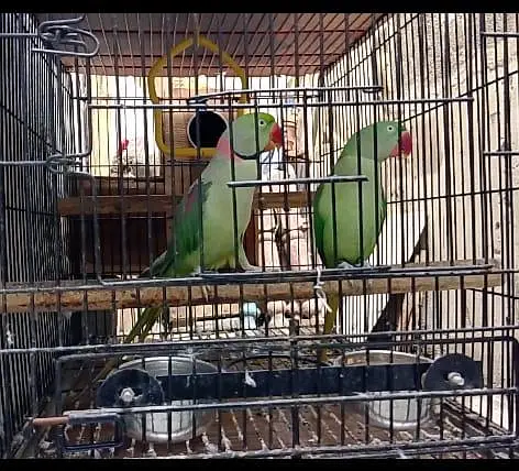 breader pair big cage breading box — photo 6