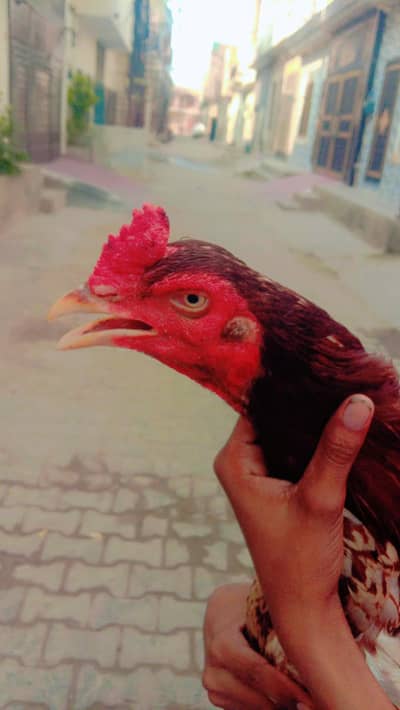 aseel Shamu