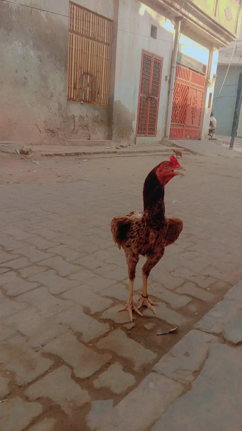aseel Shamu — photo 3