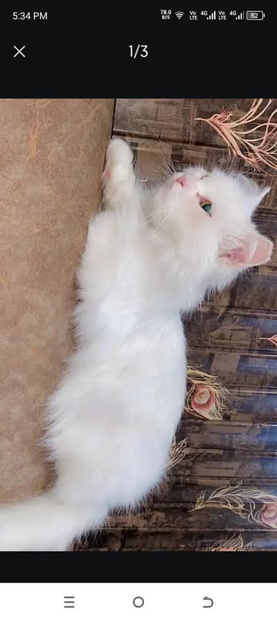 Persian cat female