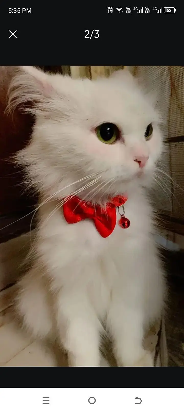Persian cat female — photo 2