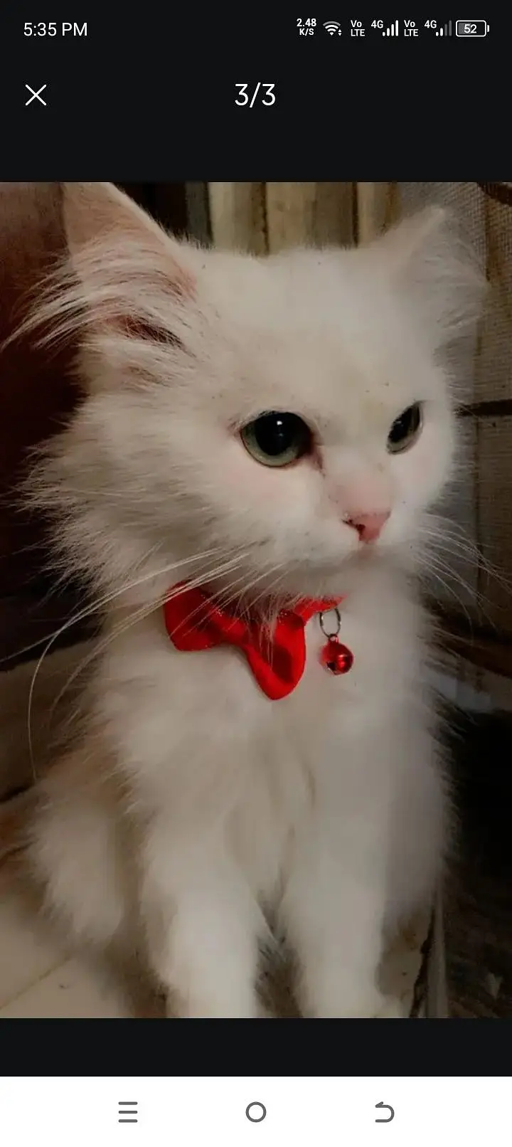 Persian cat female — photo 3