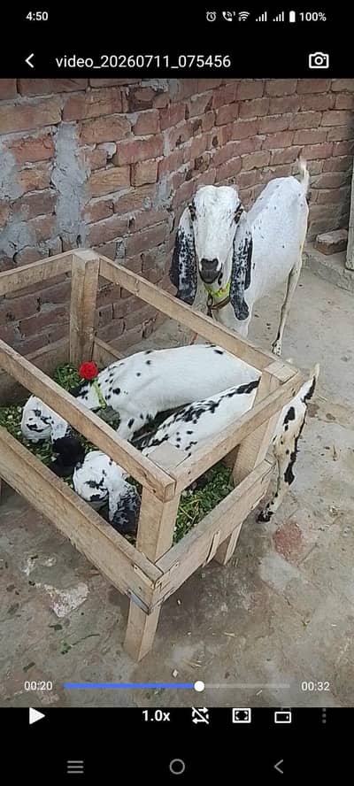 Makhi cheeni Desi bakri sath 2 bachy Hein