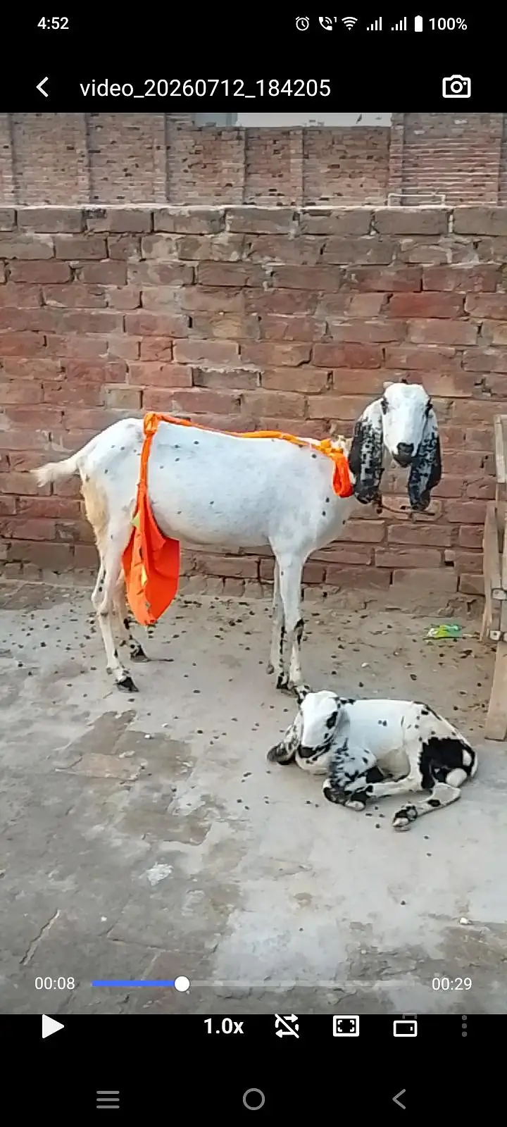 Makhi cheeni Desi bakri sath 2 bachy Hein — photo 2