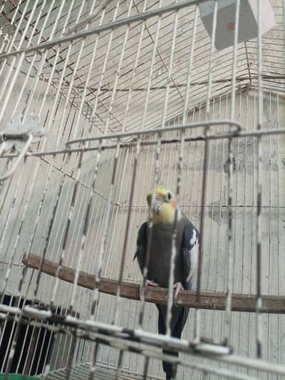 exhibition grey Cocktail male for sale
