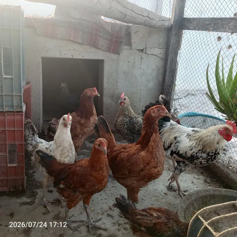 for sale 7 hens 2 roaster healthy breed — photo 2