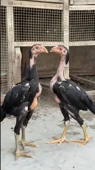 Vaitnami x Indian cross Males only