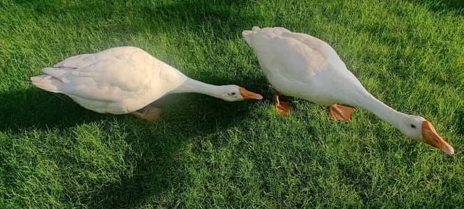 Ducks big size Healthy & Active
