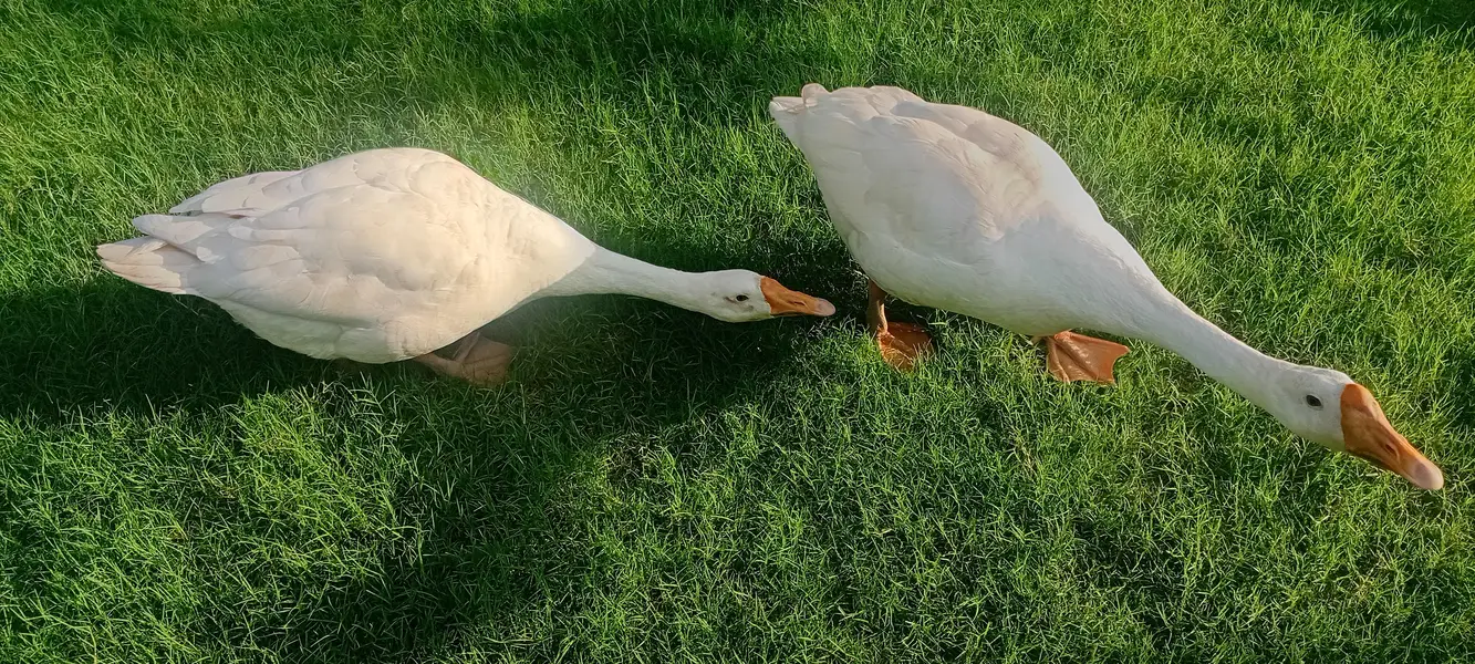 Ducks big size Healthy & Active