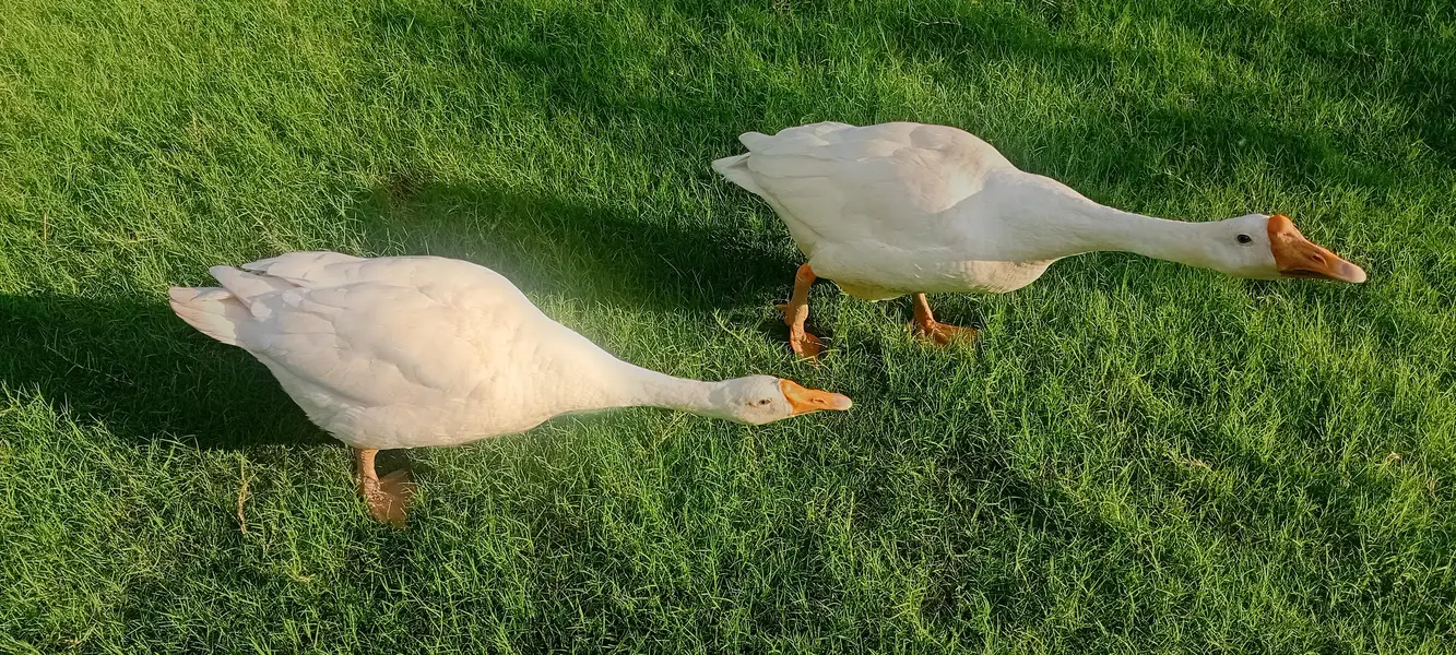 Ducks big size Healthy & Active — photo 2