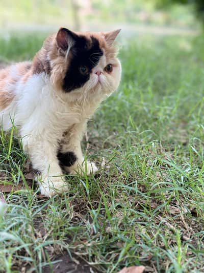 classic calico kitten 03043583306 watsap