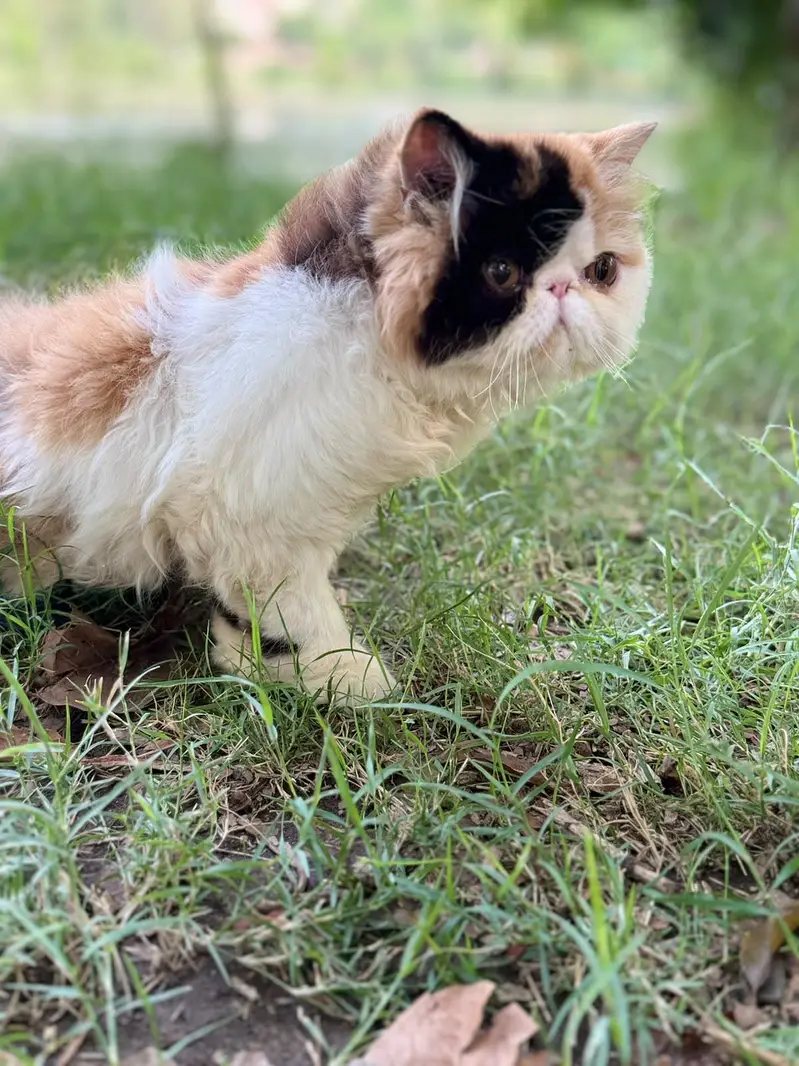 classic calico kitten 03043583306 watsap — photo 2