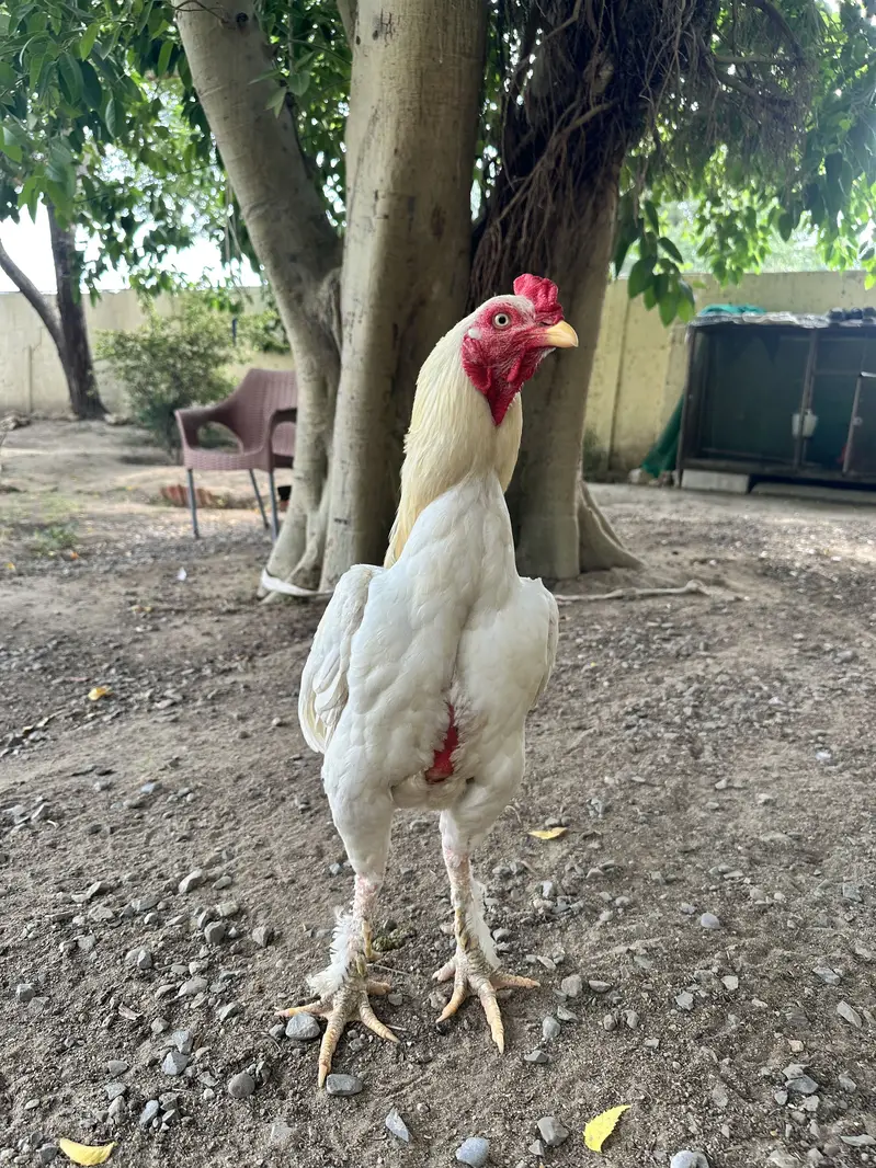 Aseel Heera Pure — photo 2