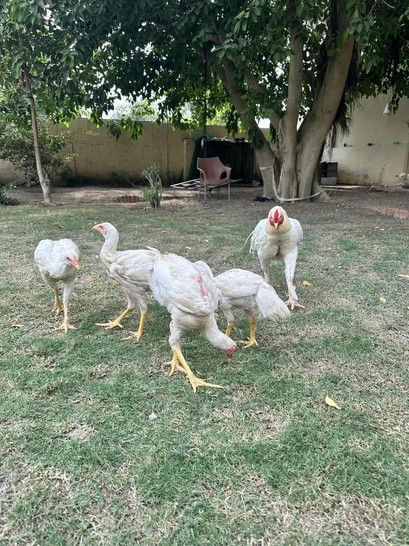 Aseel Heera Pure — photo 3