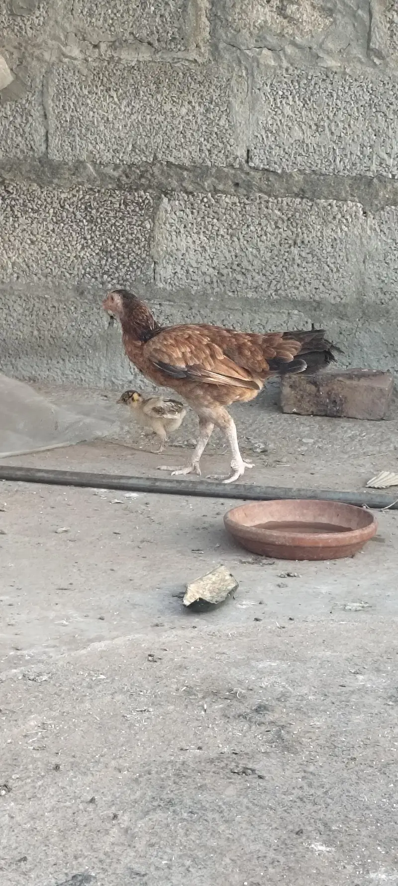 aseel murgia home breed — photo 2