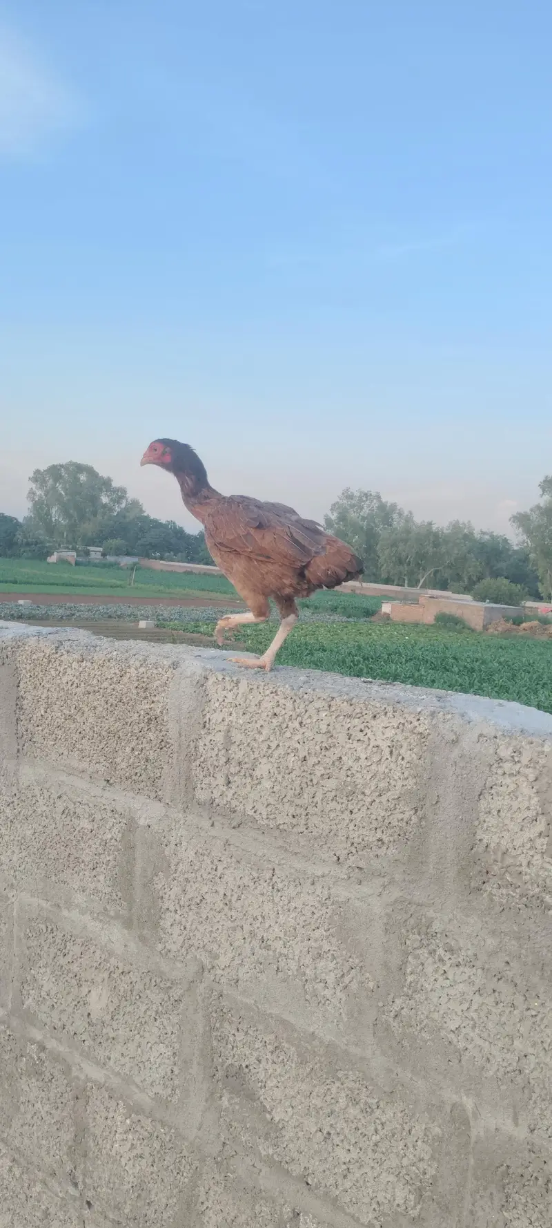 aseel murgia home breed — photo 3