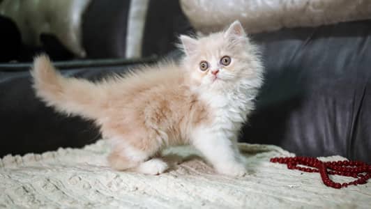 Persian punch face triple coat kittens 03228289852