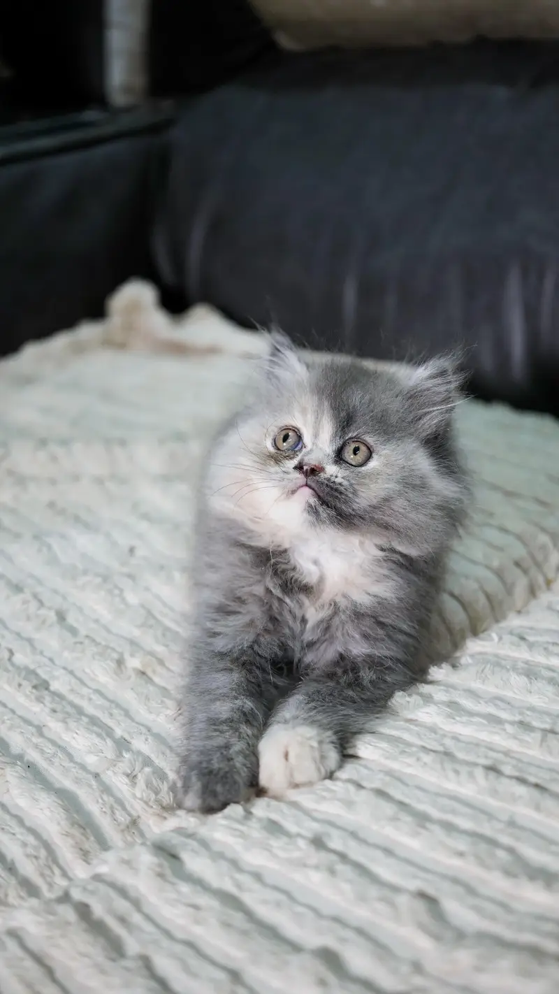 Persian punch face triple coat kittens 03228289852 — photo 5