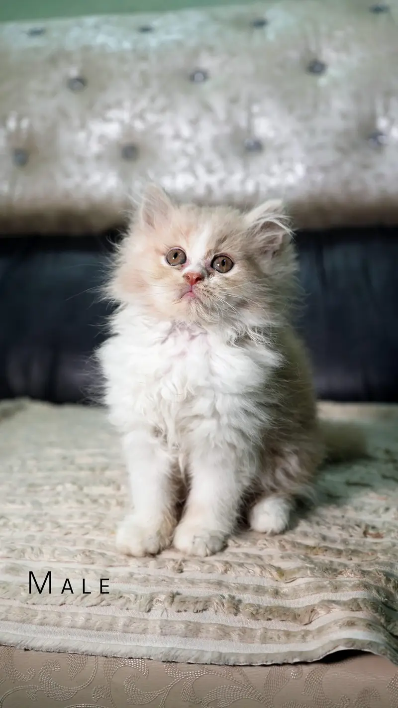 Persian punch face triple coat kittens 03228289852 — photo 7