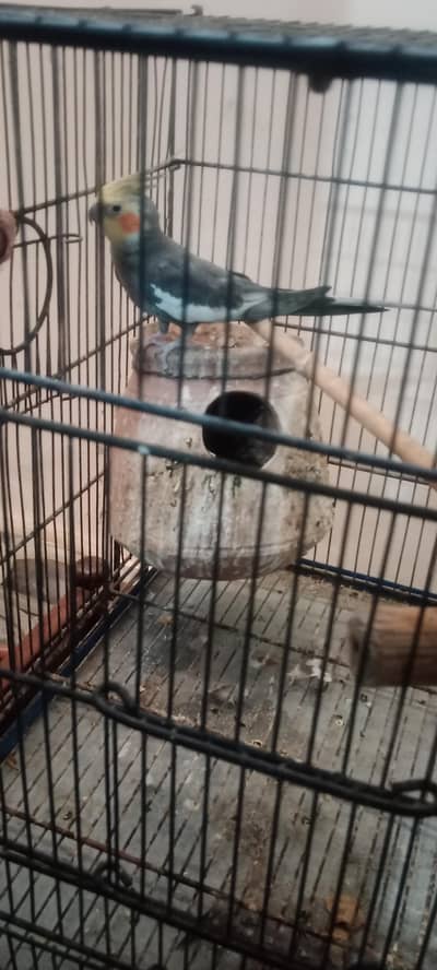 Cockatail Male parrot  with Cage