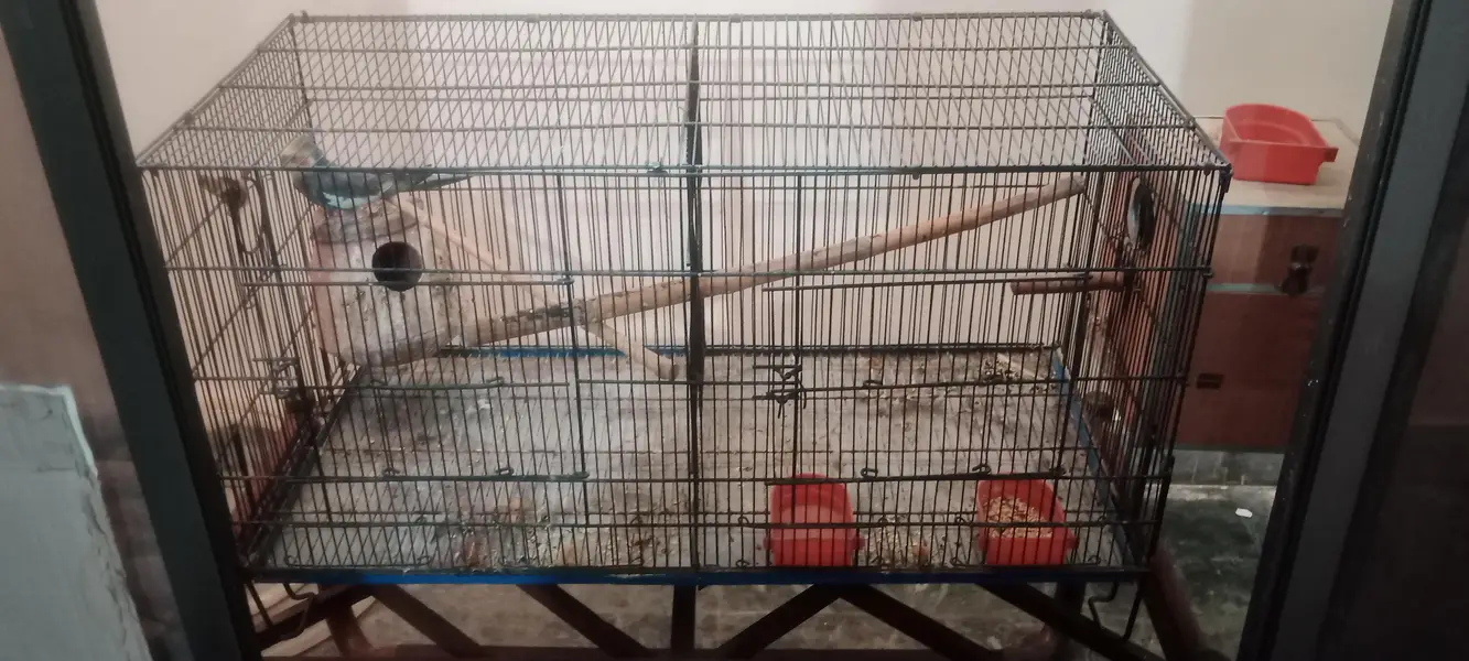 Cockatail Male parrot  with Cage — photo 2