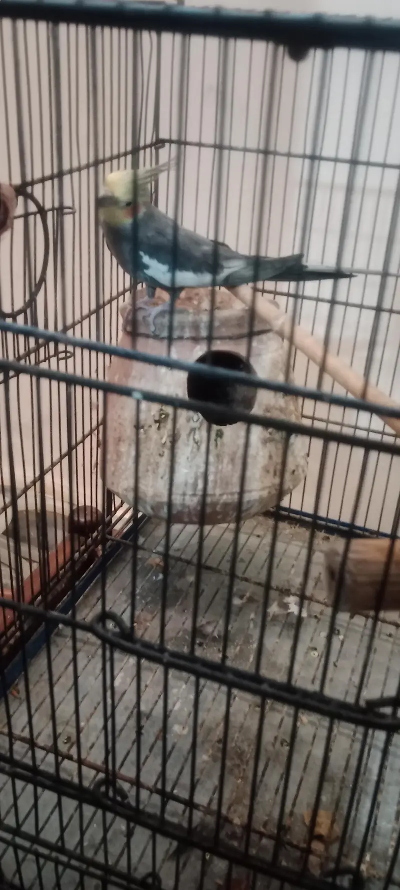 Cockatail Male parrot  with Cage — photo 3