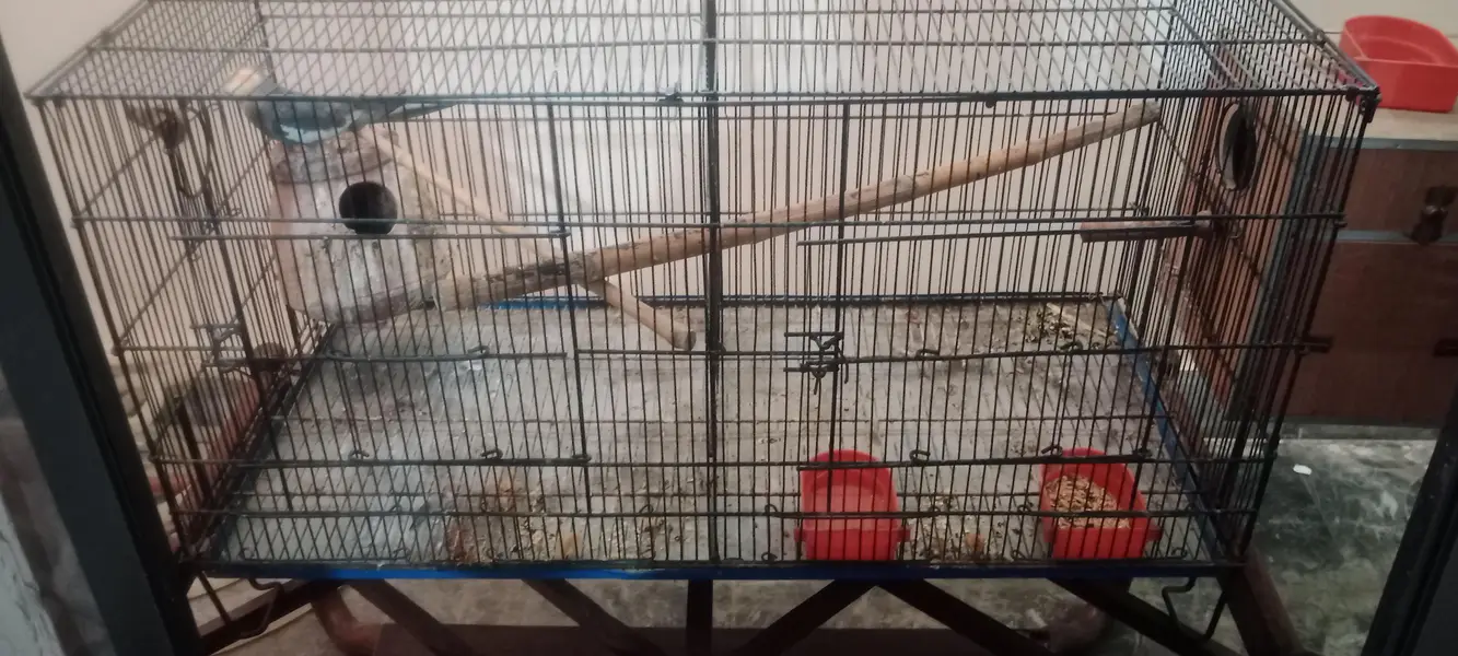 Cockatail Male parrot  with Cage — photo 4
