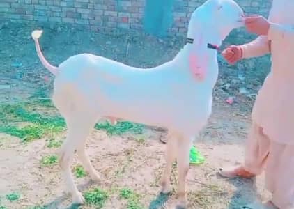 gulabi Bakra for urgent sale WhatsApp 0326,6651905