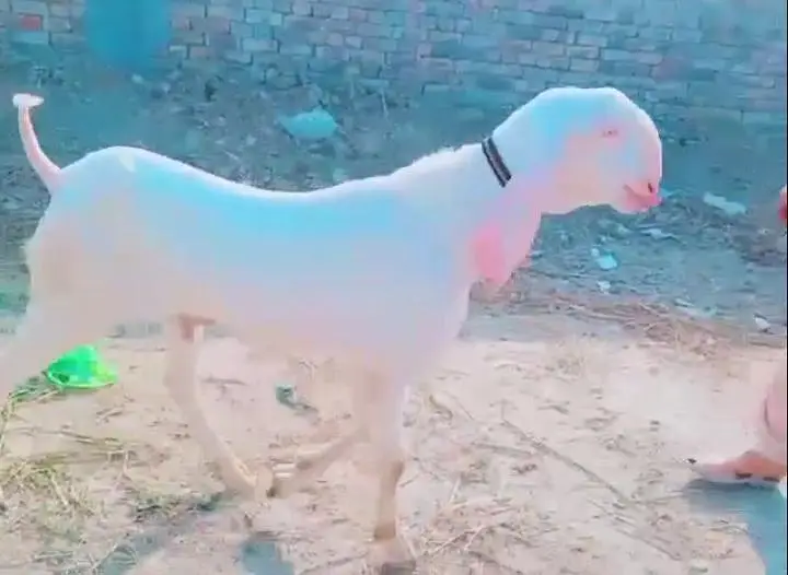 gulabi Bakra for urgent sale WhatsApp 0326,6651905 — photo 2