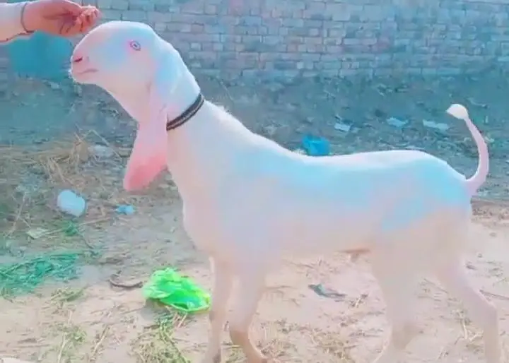 gulabi Bakra for urgent sale WhatsApp 0326,6651905 — photo 3