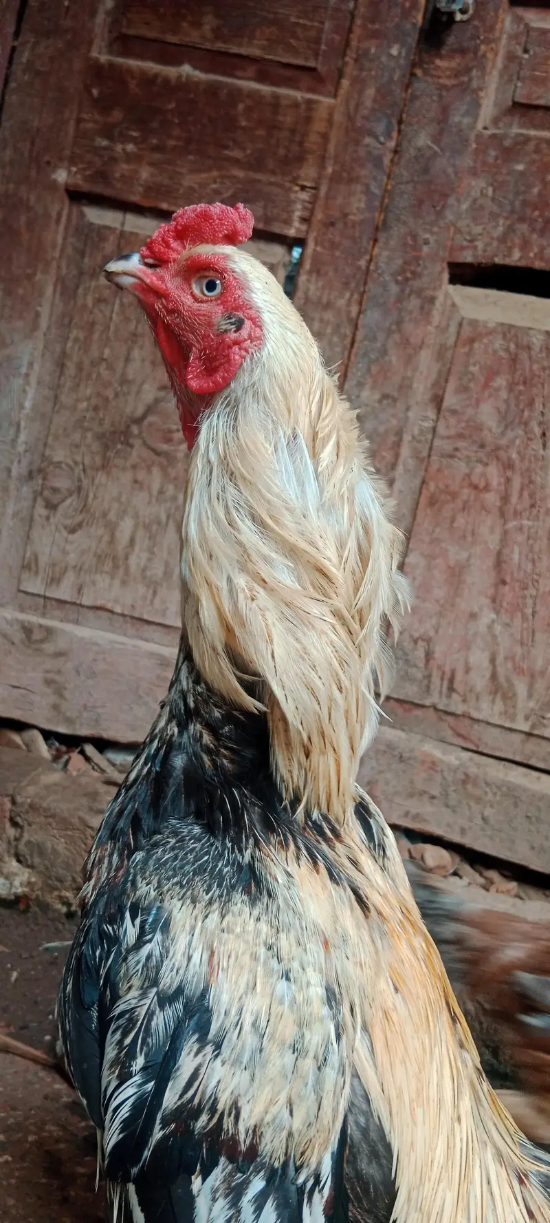 Aseel Mianwali Good Health Hens — photo 2