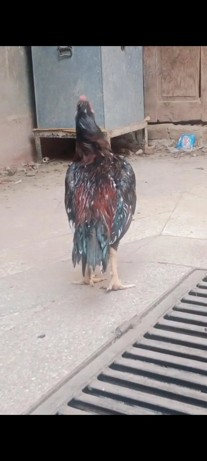 Aseel Mianwali Good Health Hens — photo 6