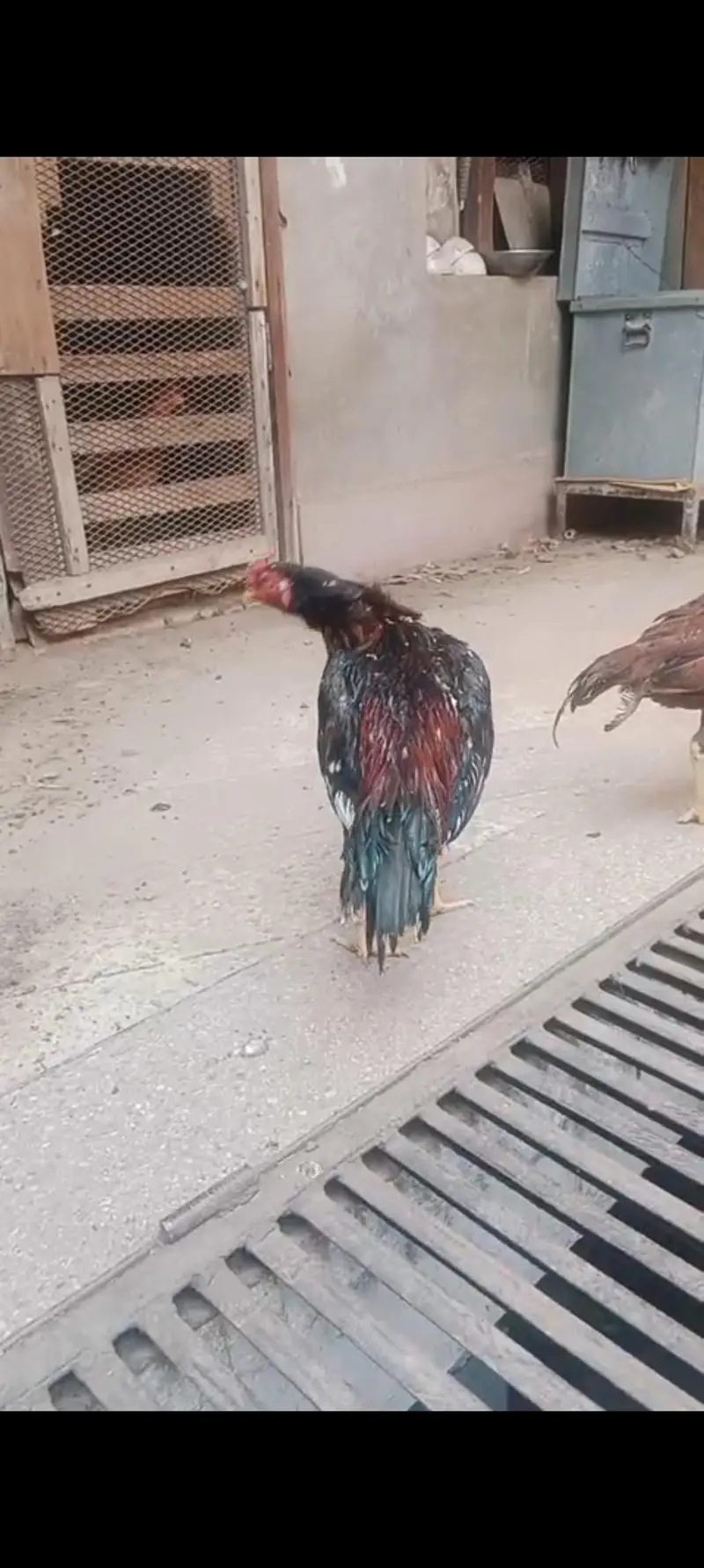 Aseel Mianwali Good Health Hens — photo 7