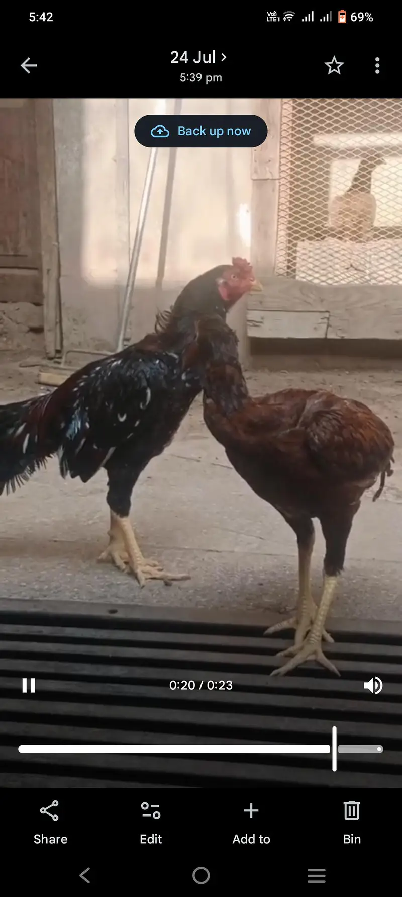 Aseel Mianwali Good Health Hens — photo 10