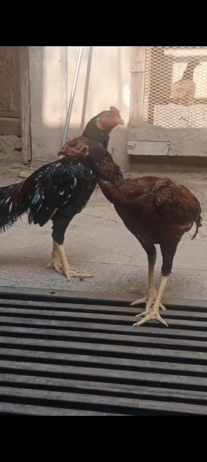 Aseel Mianwali Good Health Hens — photo 11