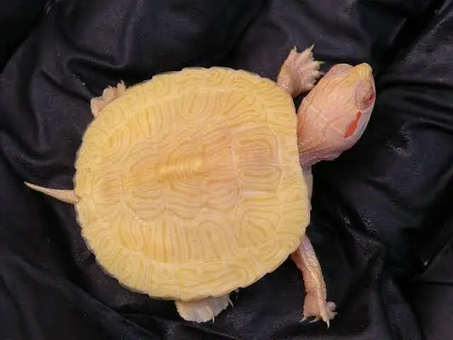 Turtles for sale wholesale price. — photo 3