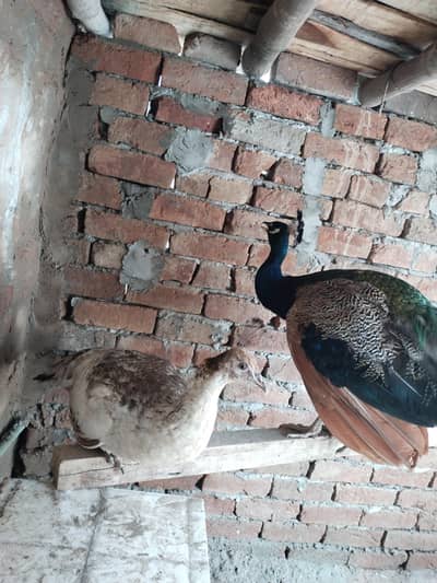 black shoulder pair full active and healthy
