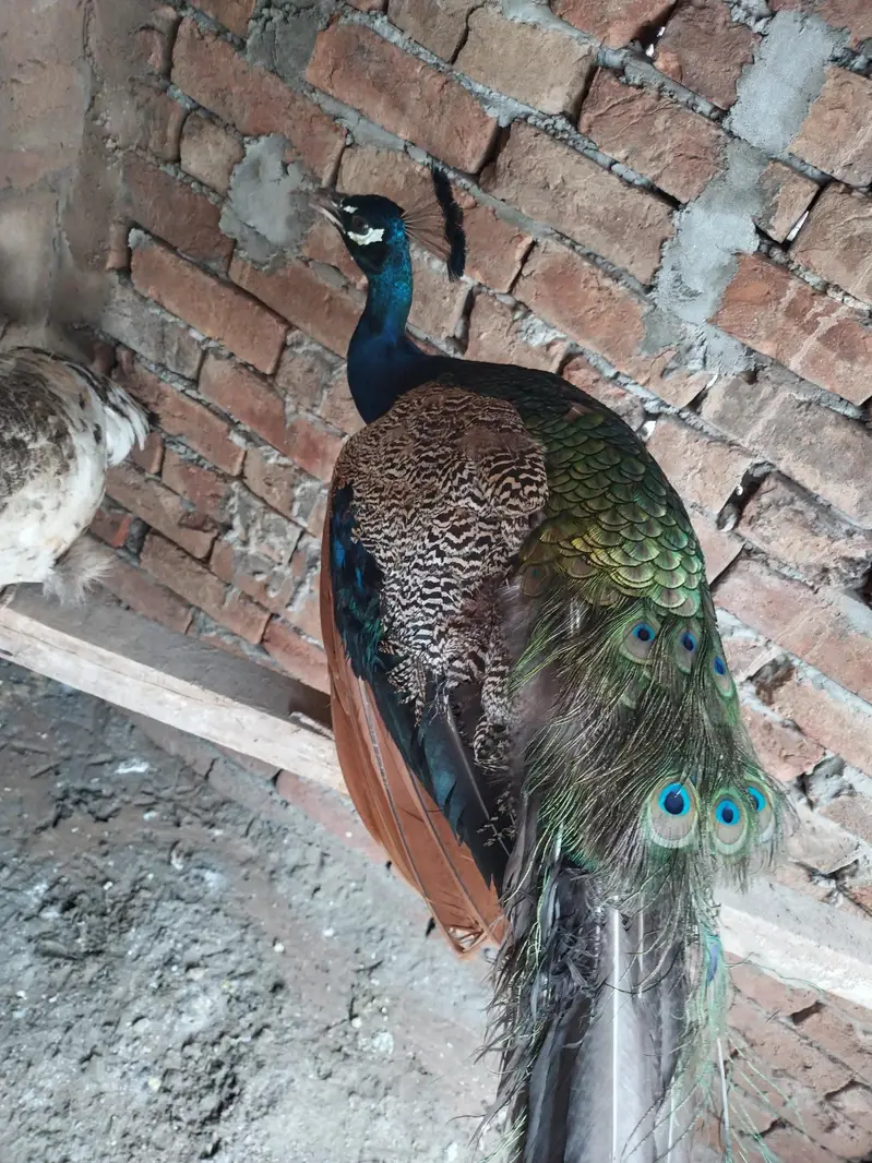 black shoulder pair full active and healthy — photo 2