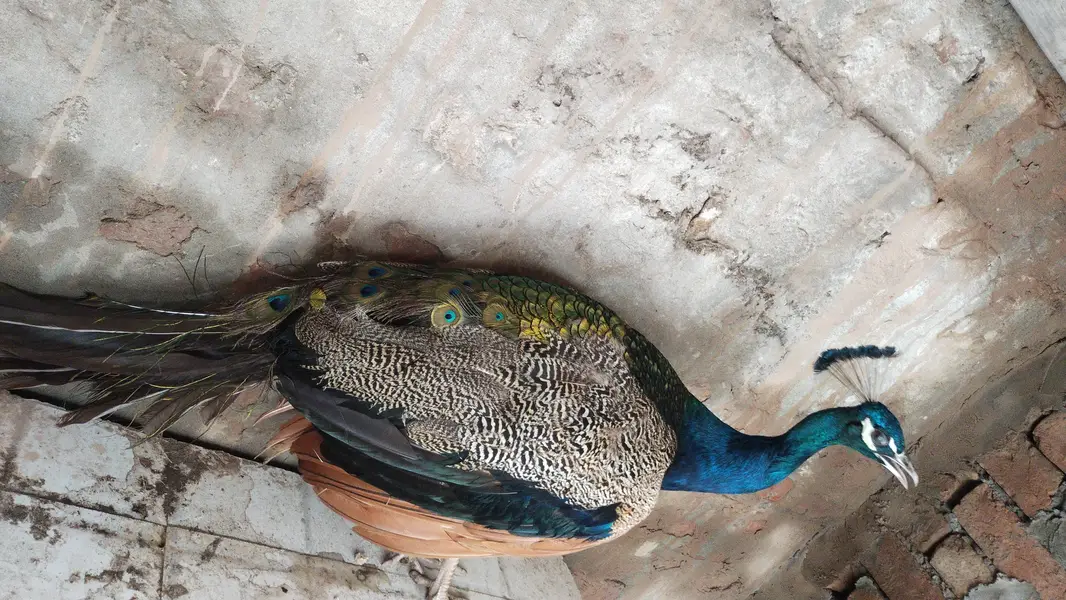 black shoulder pair full active and healthy — photo 3