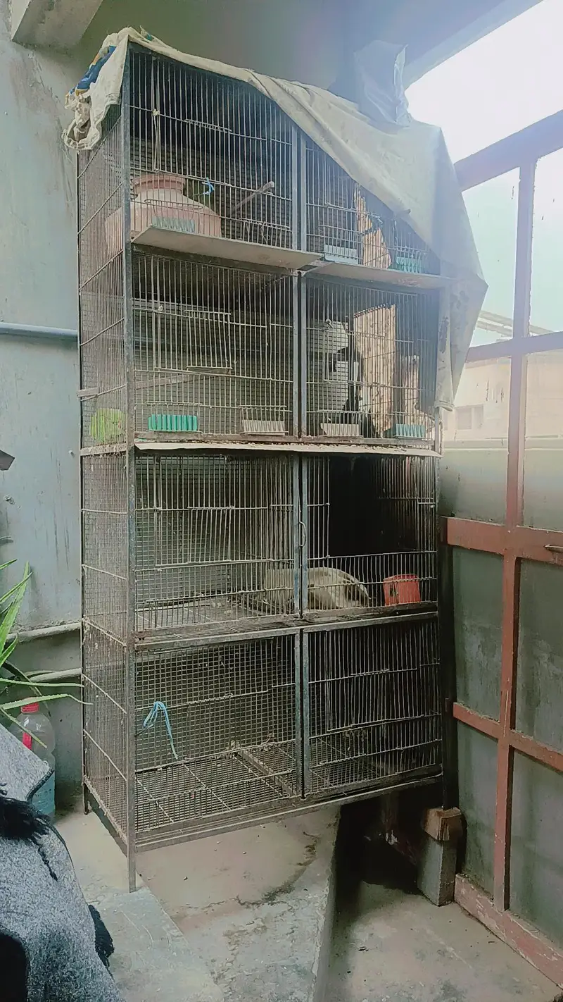 cage pinjra big size K hai location malir 15 — photo 2