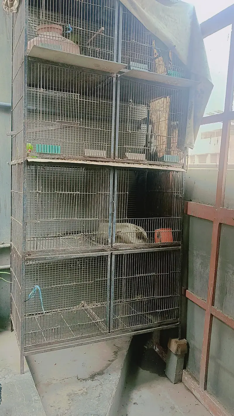 cage pinjra big size K hai location malir 15 — photo 3