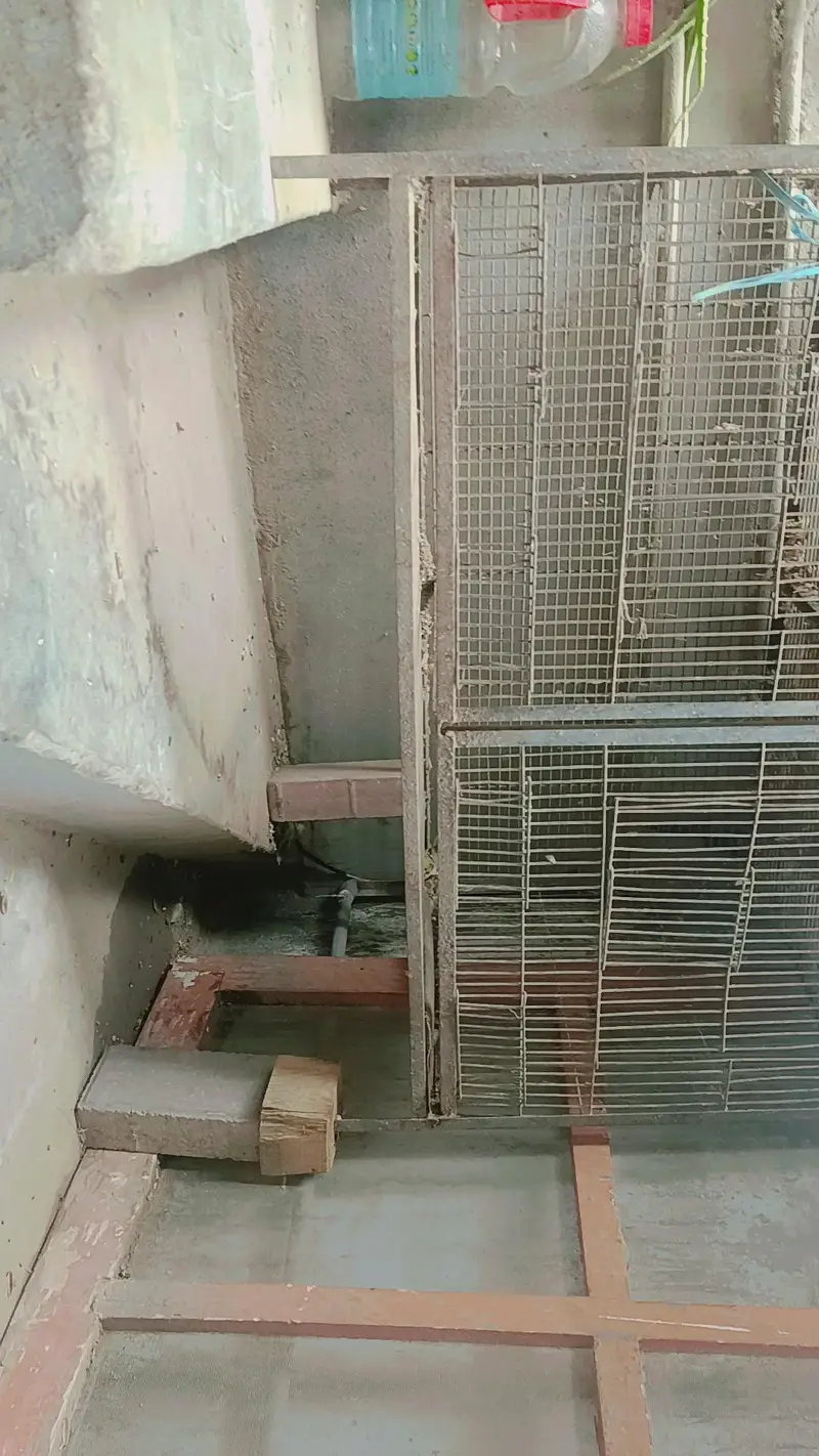 cage pinjra big size K hai location malir 15 — photo 4