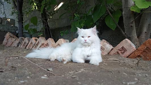 persain cat