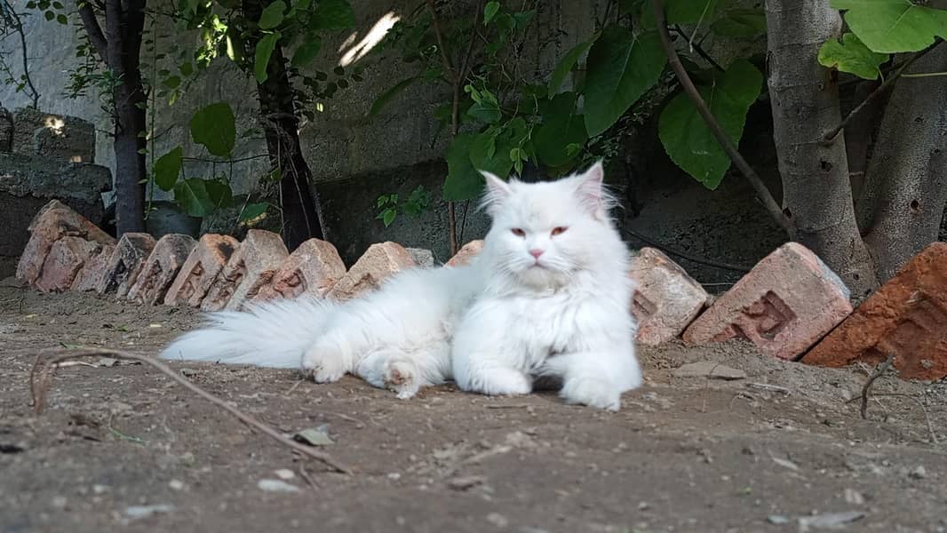 persain cat 0